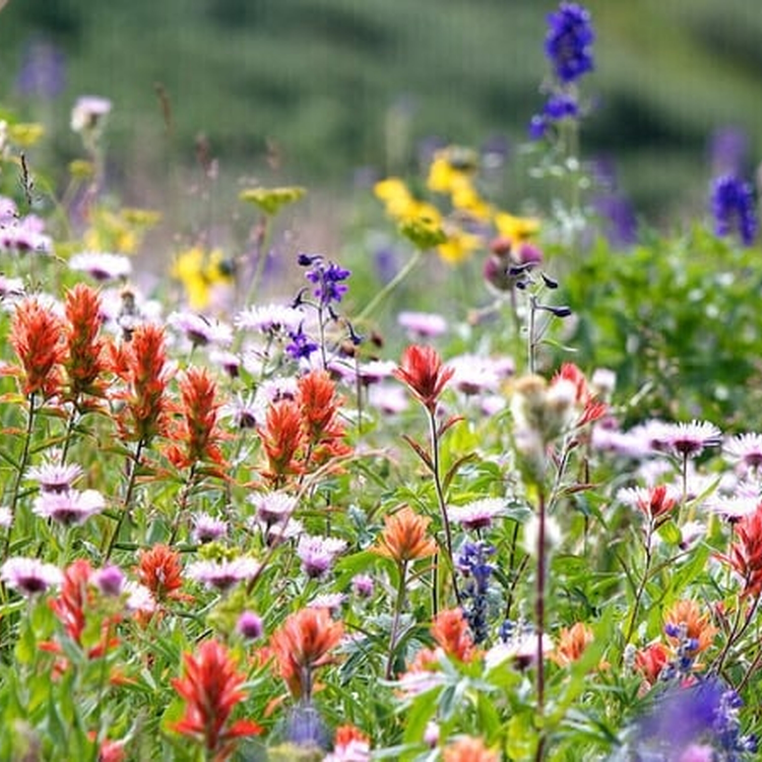 Businesses in Bloom