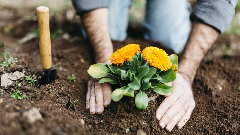 Gardening Jobs for July with Ealma Purcell