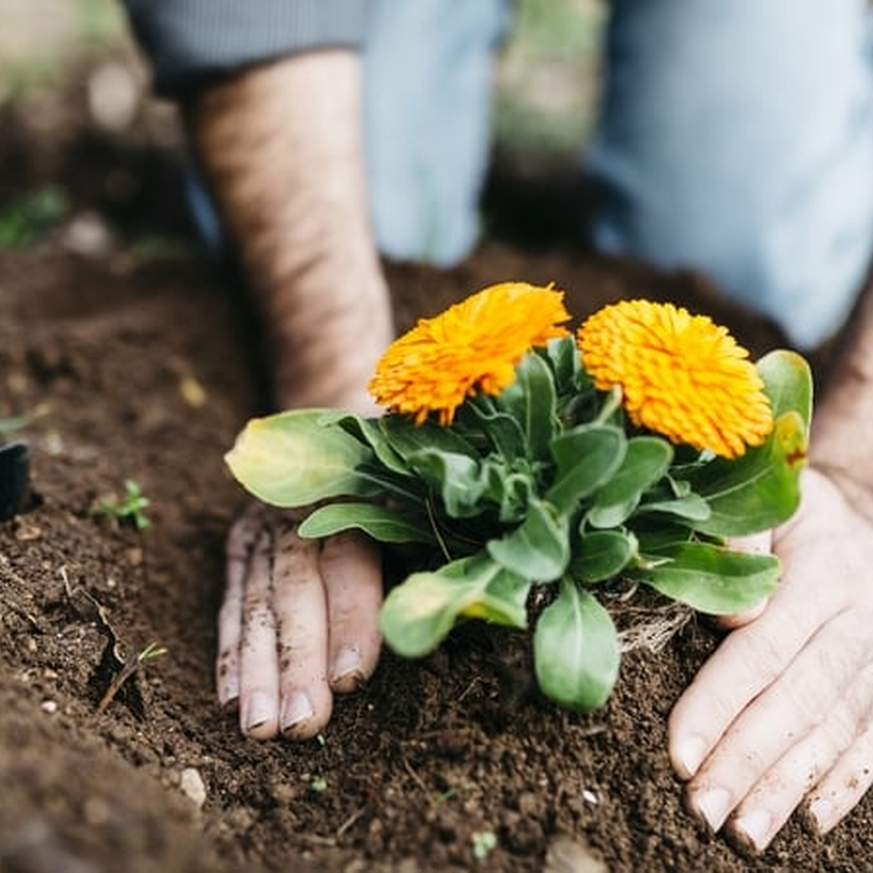 Gardening Jobs for July with Ealma Purcell