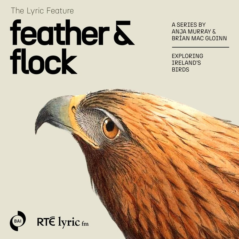 Feather and Flock - Eagles | The Lyric Feature