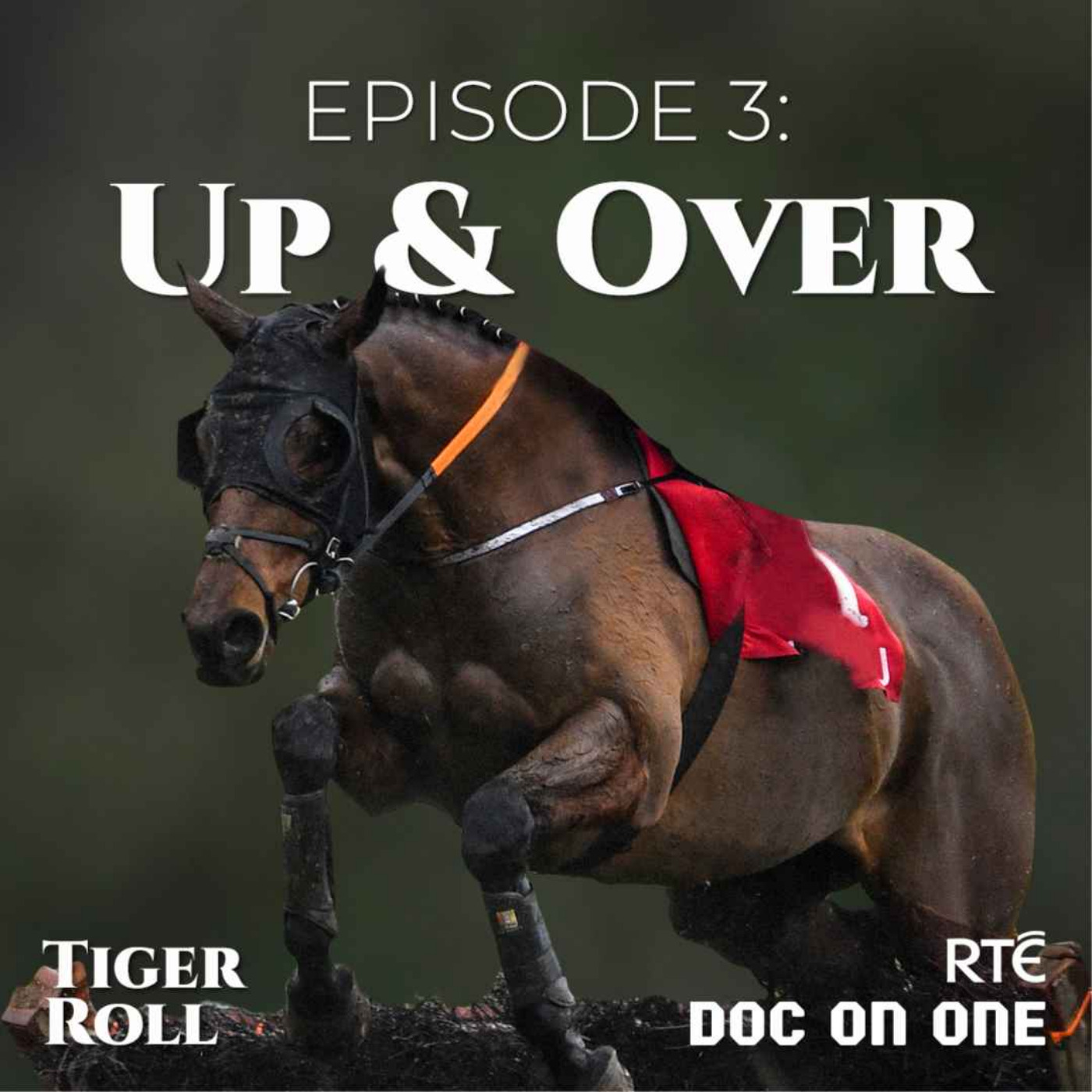 Tiger Roll: The People\'s Horse