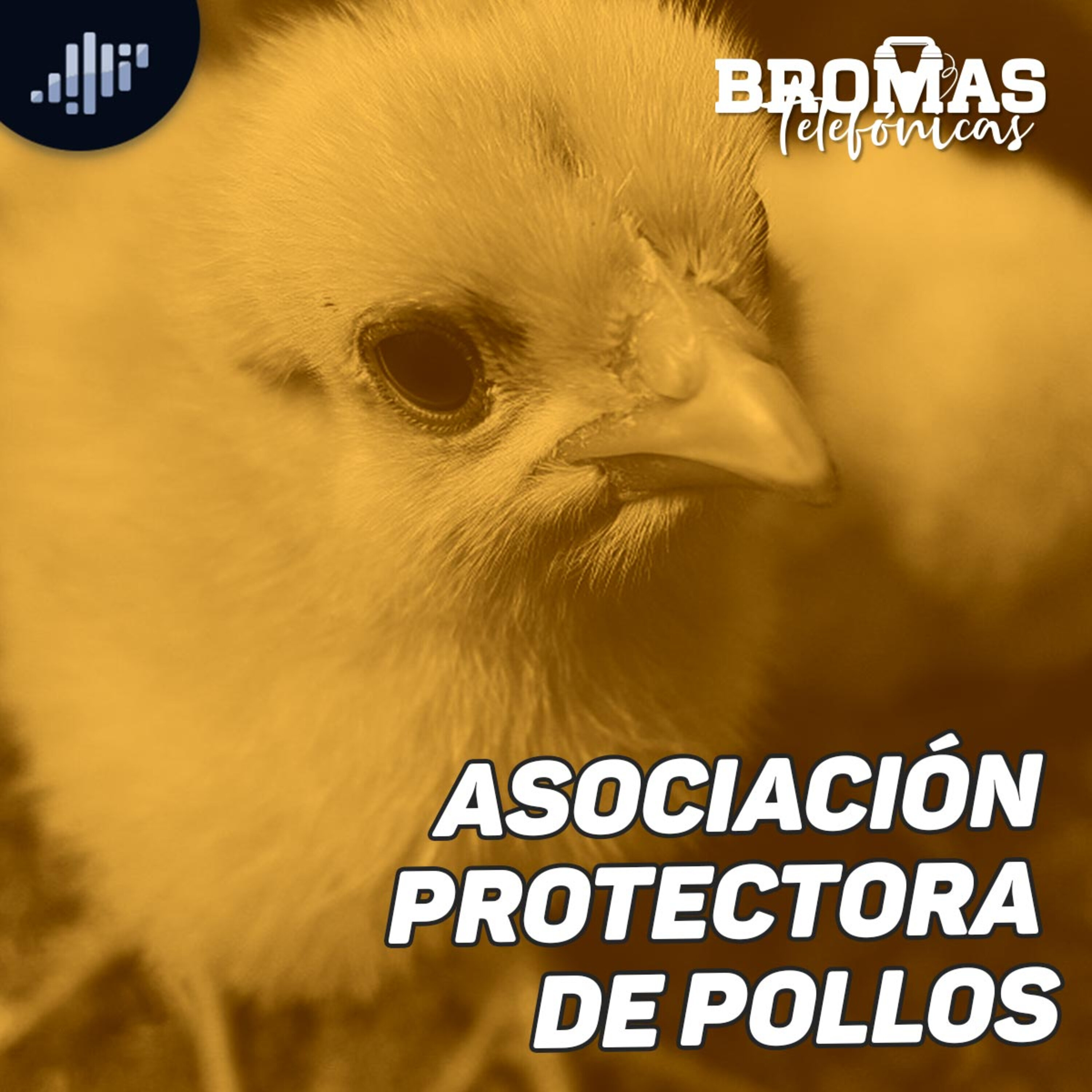 Asociación protectora de pollos | Bromas telefónicas.