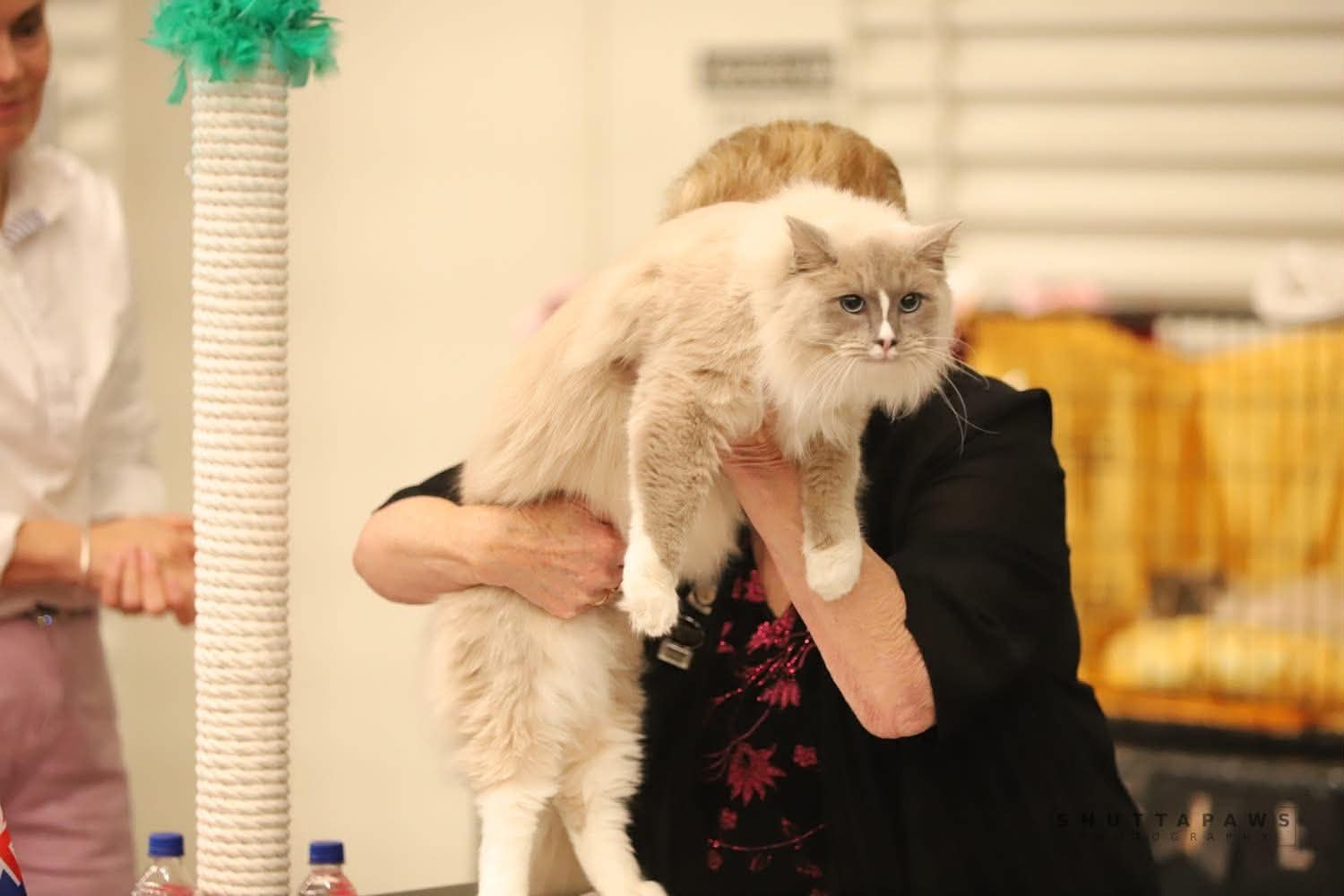 The Verdict Is In: Bondy’s Cat Moose Takes On The National Cat Show With Shocking Results! 🐱🏆 episode artwork