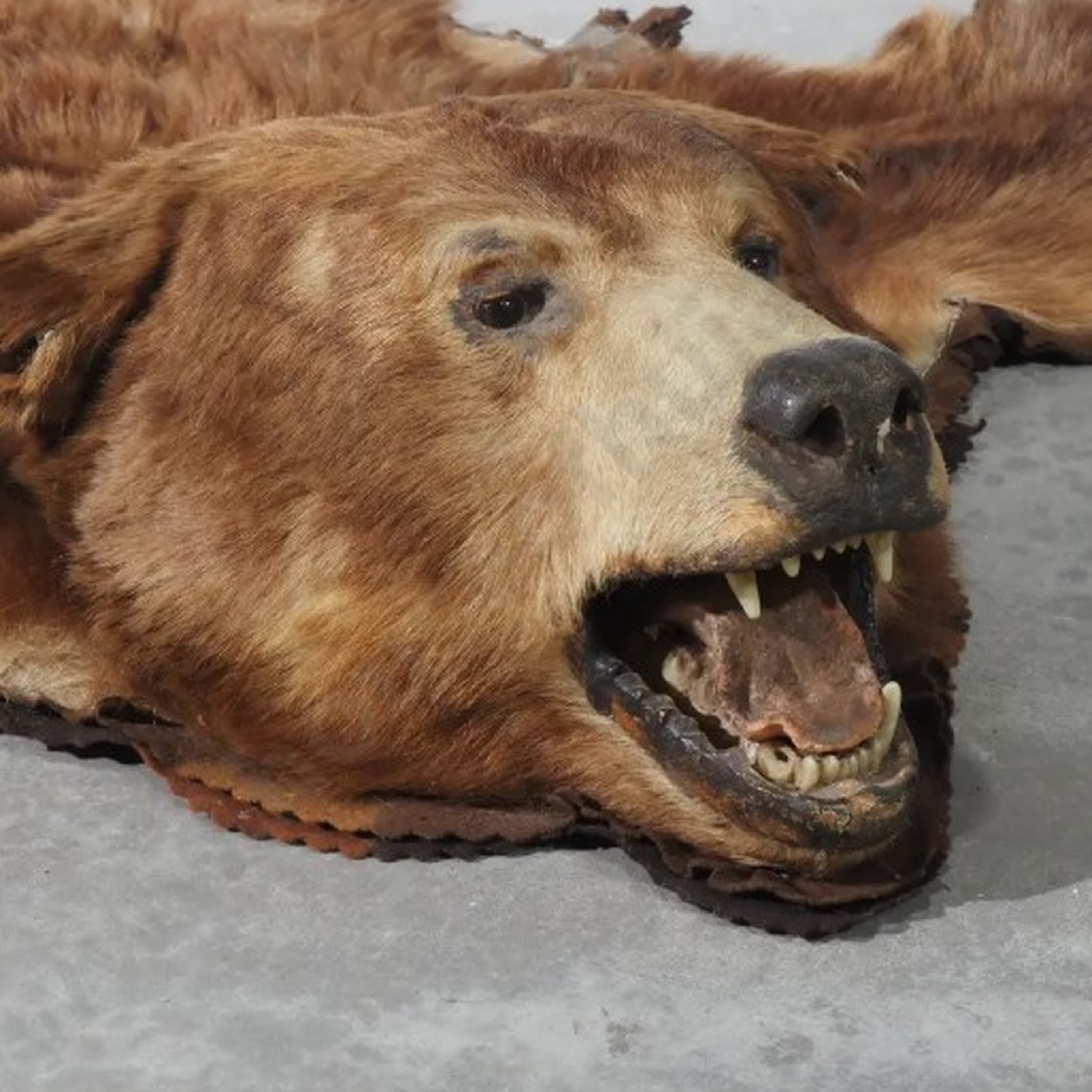 Lana had to collect a bearskin rug for her sister π»