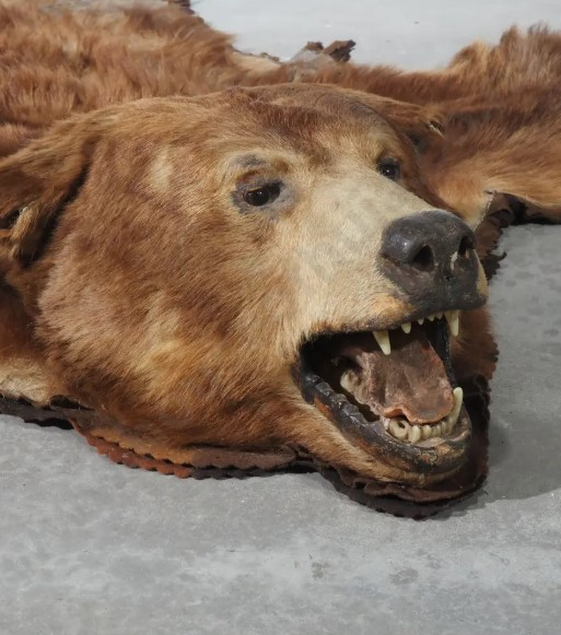 THE BEAR RUG UPDATE! 🐻✈️ How Lana’s Mum Has To Fly Home With A Real Bear Head! episode artwork