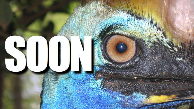 Doug McKelvey Tells All About Cassowaries — And That’s Not All