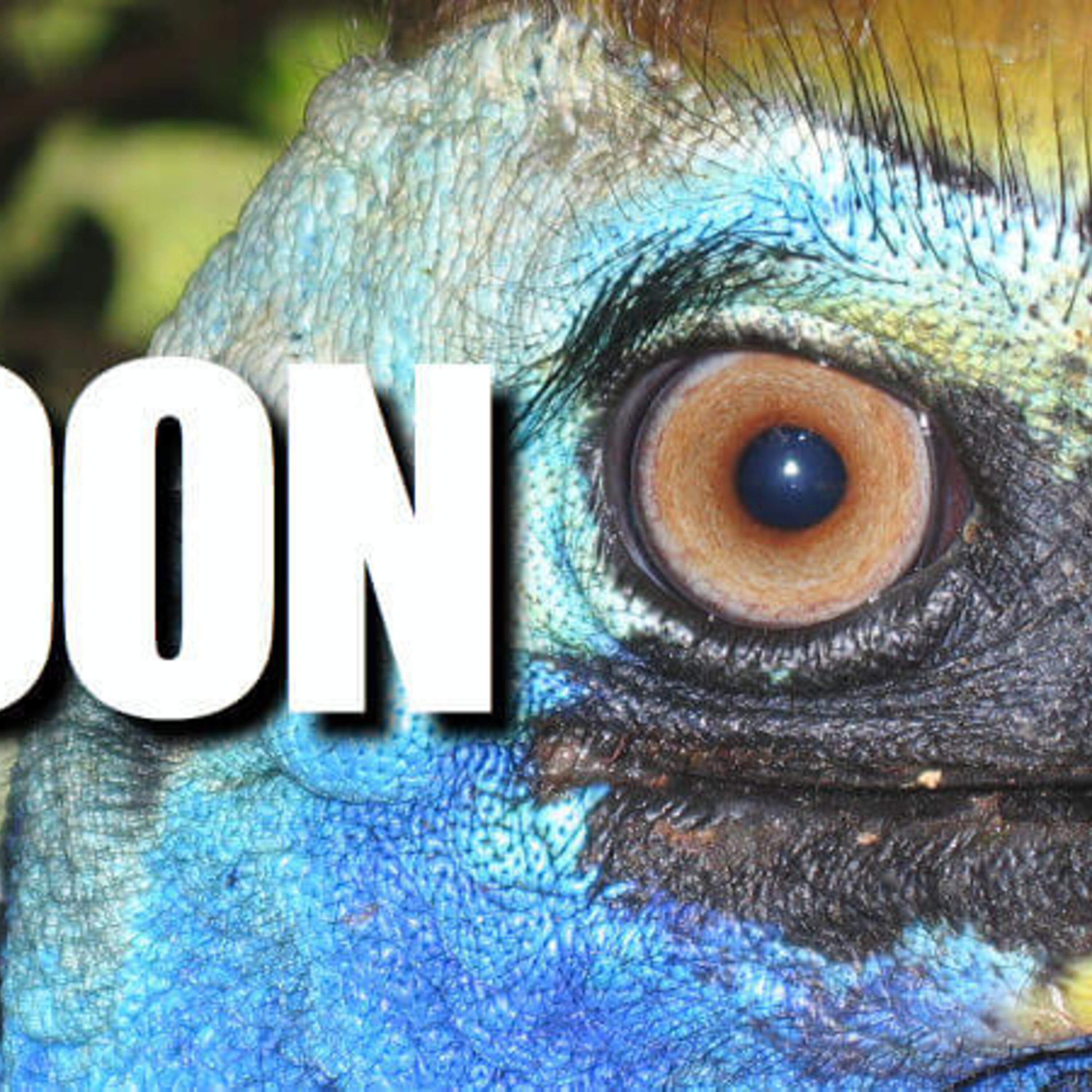 Doug McKelvey Tells All About Cassowaries — And That’s Not All Doug McKelvey Tells All About Cassowaries — And That’s Not All