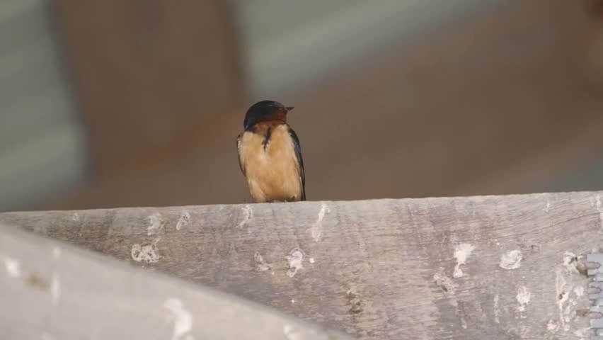 Sparrows in the Rafters episode artwork