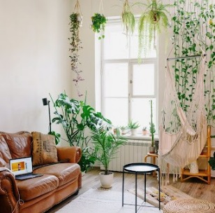 Plantas pendentes