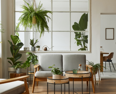 Plantas em ambientes internos