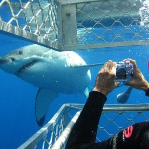 Mergulho com tubarão branco na África do Sul