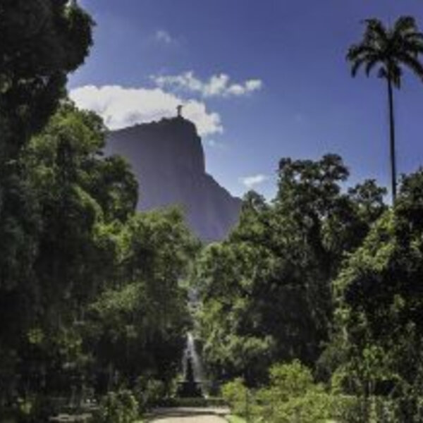 Jardim Botânico do Rio lança Trilha das Árvores Gigantes