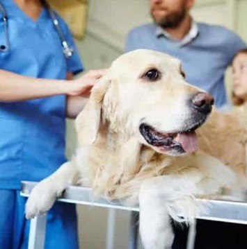 Veterinários especialistas