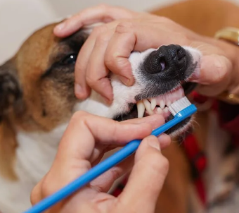 Saúde bucal dos pets