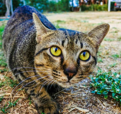 29/11/2023 Raças de gatos mais populares