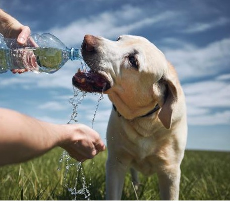 22/09/2023 Cuidado com o calor!