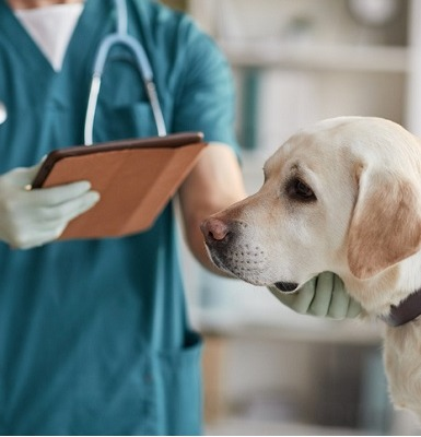 06/10/2023 A importância da visita ao veterinário para o seu pet idoso