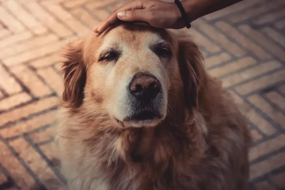 15/02/2024  Controle emocional para lidar com os pets