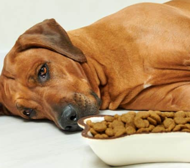 Problemas digestivos nos pets