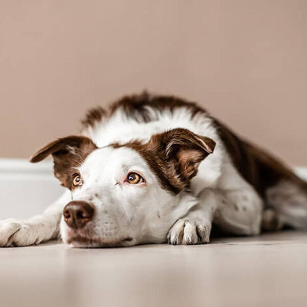 Como identificar a intensidade da dor no seu cão ou gato?