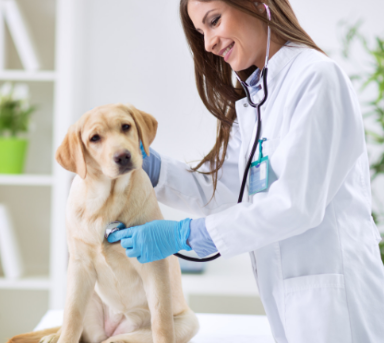 Dia do veterinário