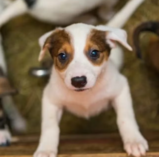 O que avaliar quando se quer adotar um pet?