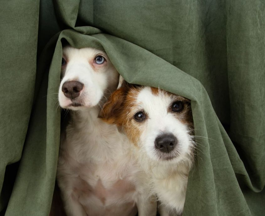 Animais sofrem com barulho de fogos das Festas de Fim de Ano