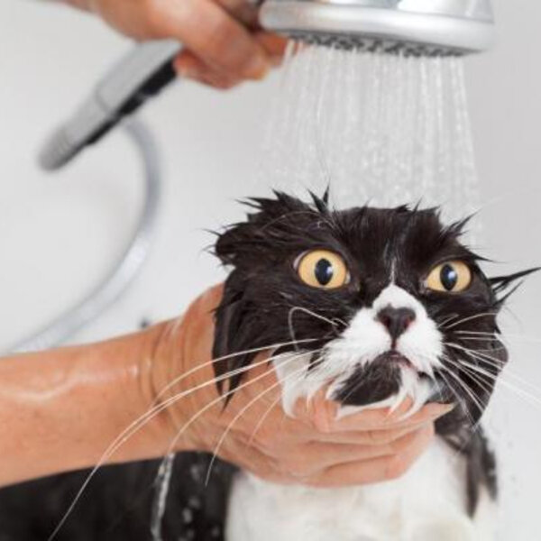 Você sabe por que gatos detestam água?