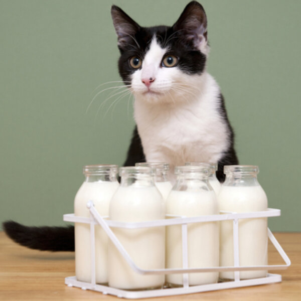 Você sabia que a maioria dos gatos costuma ser intolerante à lactose?