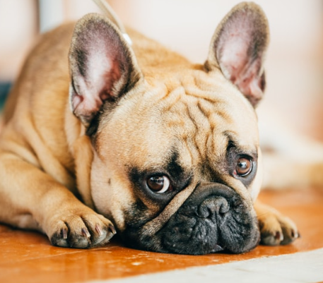 23/10/2023 Descubra as principais formas de detectar dor em pets