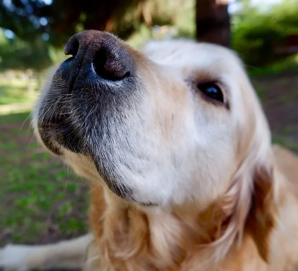16/01/2024 Como funciona o olfato dos pets?