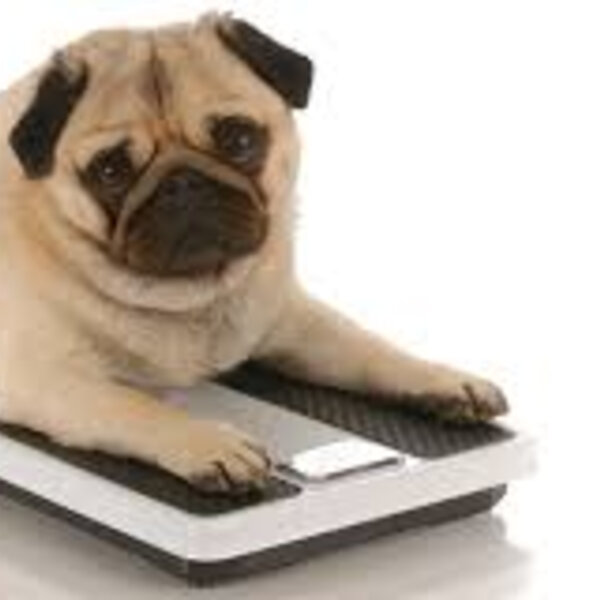 A obesidade nos cães e gatos depende de alguns fatores. Saiba quais!
