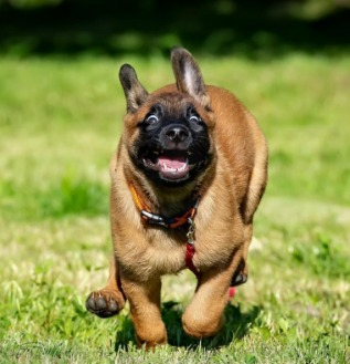 Zoomies: ataques de EUFORIA nos CÃES