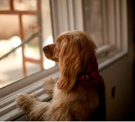 08/02/2024 Como os cães lidam com a solidão