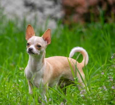 Cães pequenos