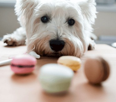 Alimentos proibidos para os cães