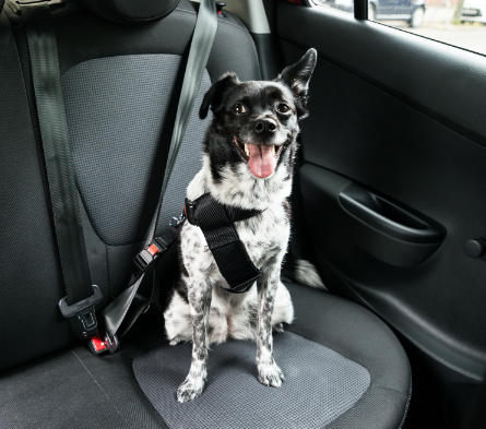 12/01/2024 Cachorro no carro