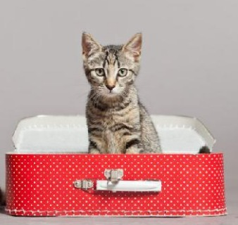 Os gatos nas férias