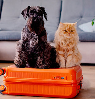 Viagem com os pets episode artwork