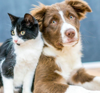 Planos para os pets