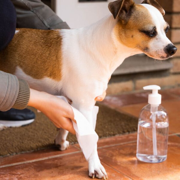 Saiba como higienizar a pata do seu cão após o passeio na rua