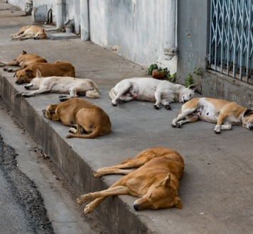 04 de abril: O Dia Mundial dos Animais de Rua