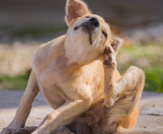 Alergia nos pets