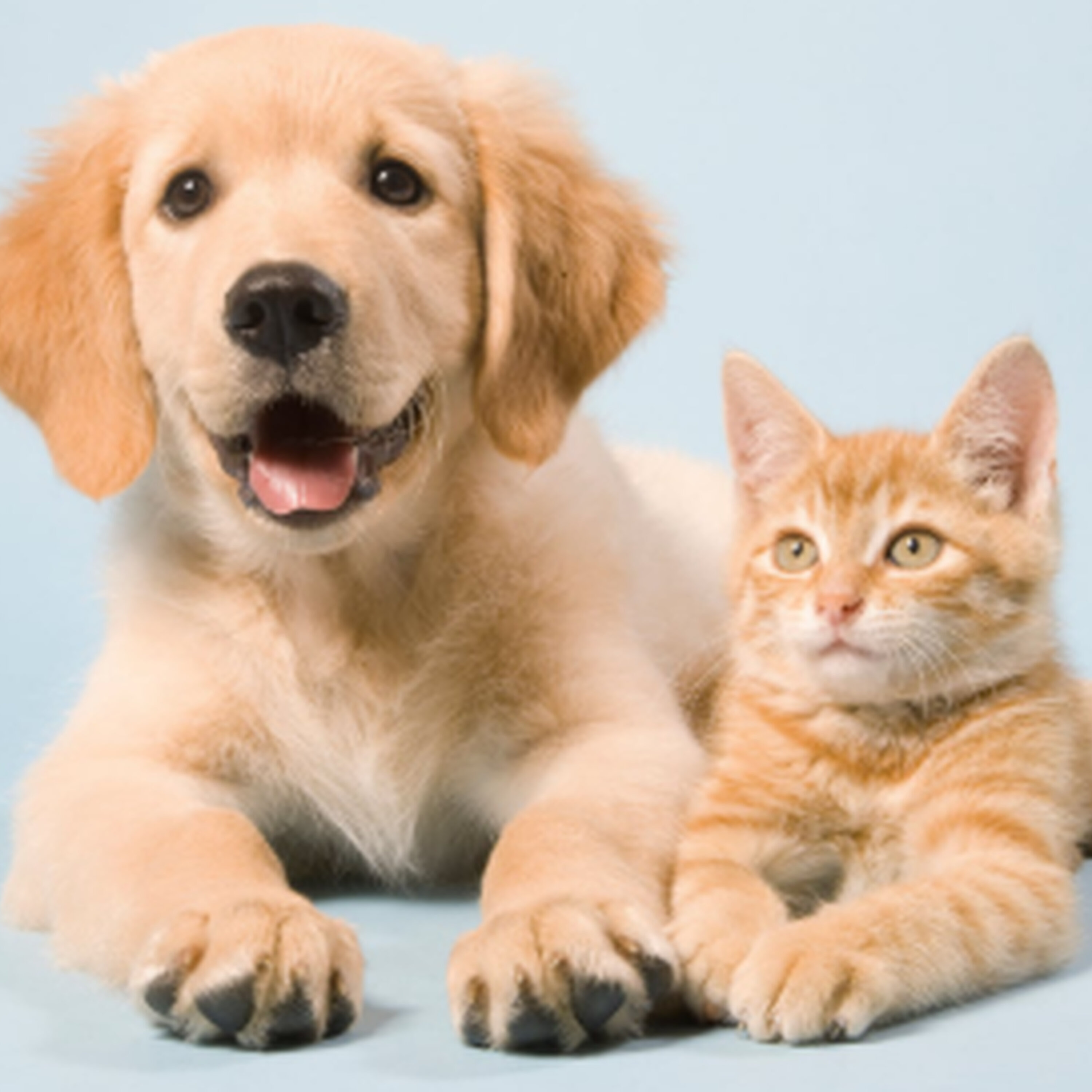 Quais os melhores produtos para os pets? episode artwork