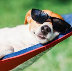 Férias com os Pets