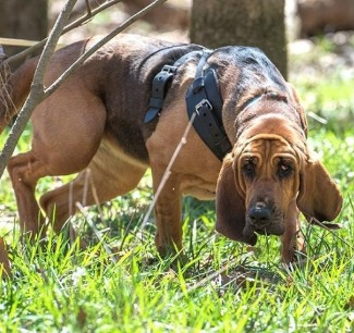 O trabalho e os cães