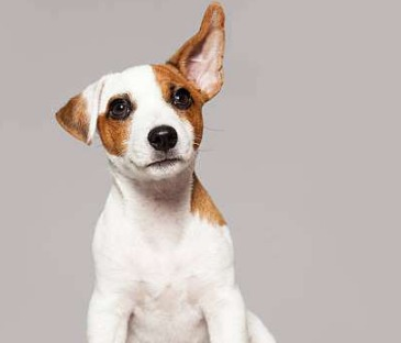 Os sentidos dos pets - audição