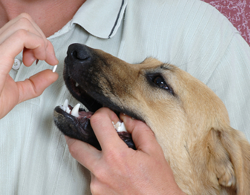 Como dar remédio via oral para cães e gatos