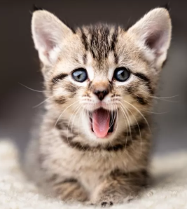 Cuidar de gatos é mais fácil que cuidar de cães?