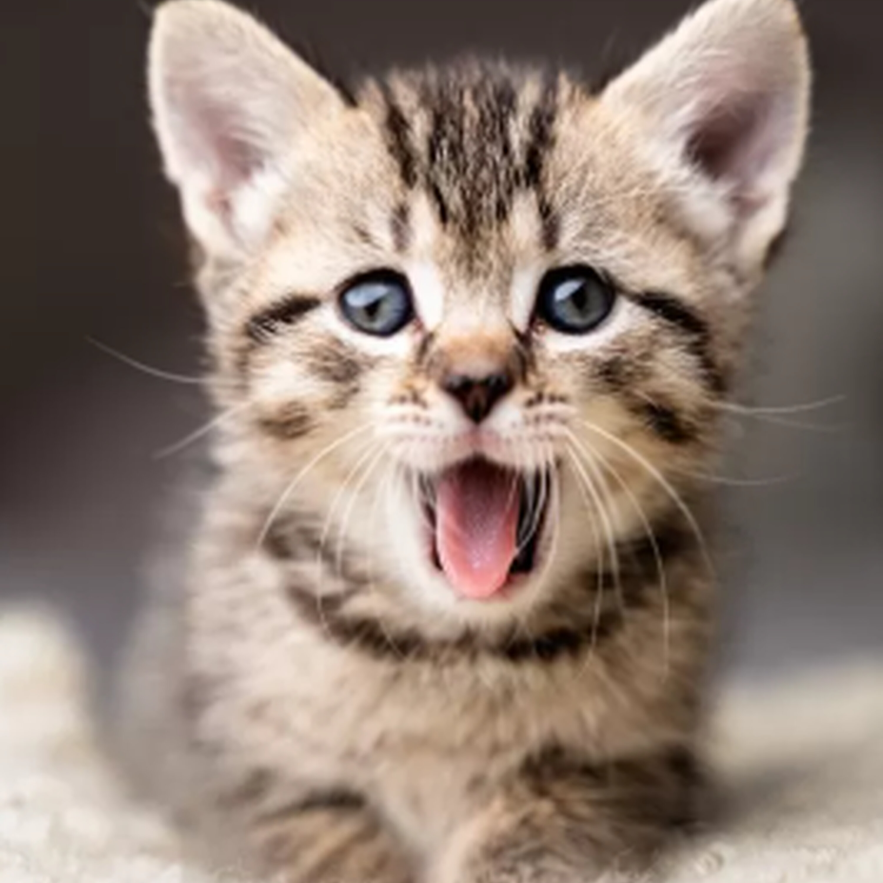 Cuidar de gatos é mais fácil que cuidar de cães? Cuidar de gatos é mais fácil que cuidar de cães?